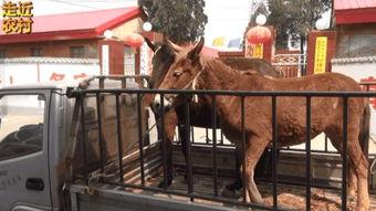 2014骡子在线视频,回顾那段激情燃烧的岁月